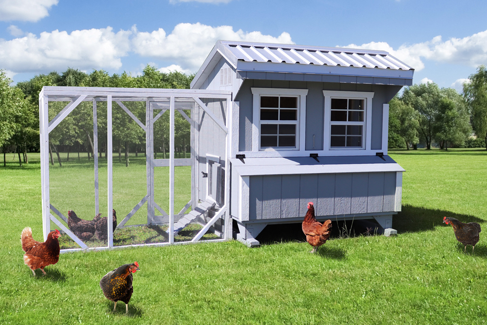 Farm and yard central Texas brahma handmade custom chicken coop