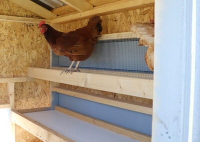 Farm+Yard-5x6-Brahma-Chicken-Coop-2