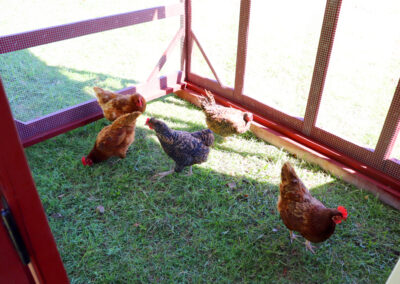 Farm+Yard-7x8-Brahma-Chicken-Coop-7