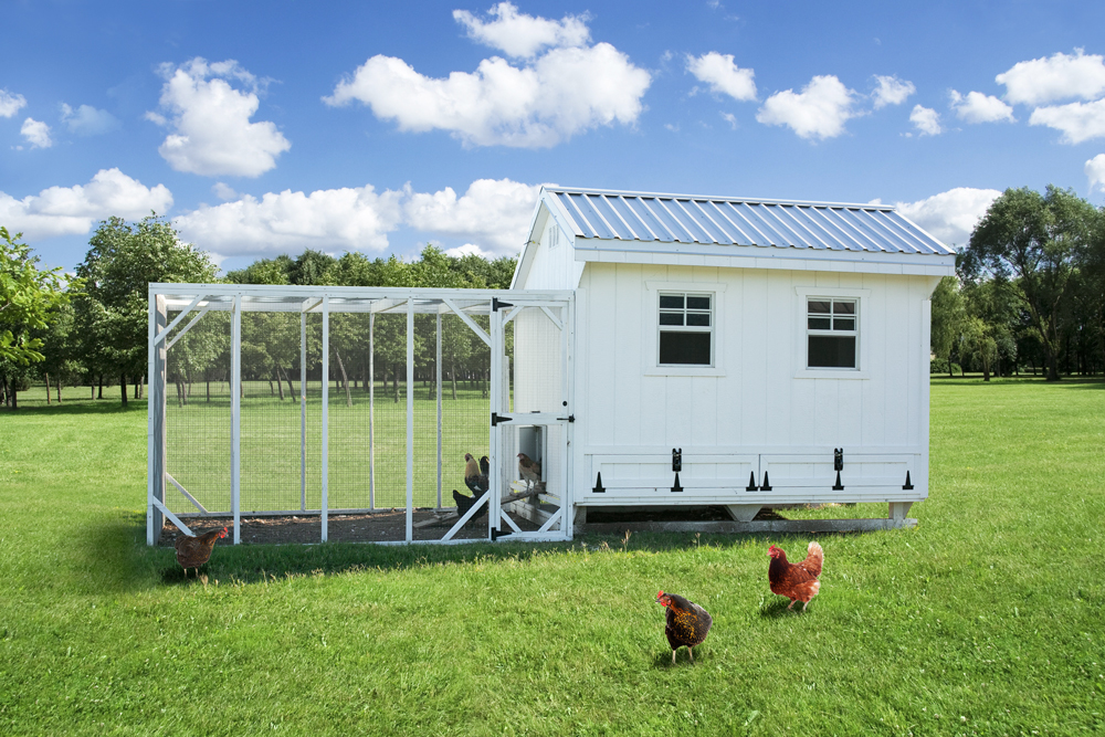 Farm+Yard-8x10-Plymouth-Chicken-Coop-1