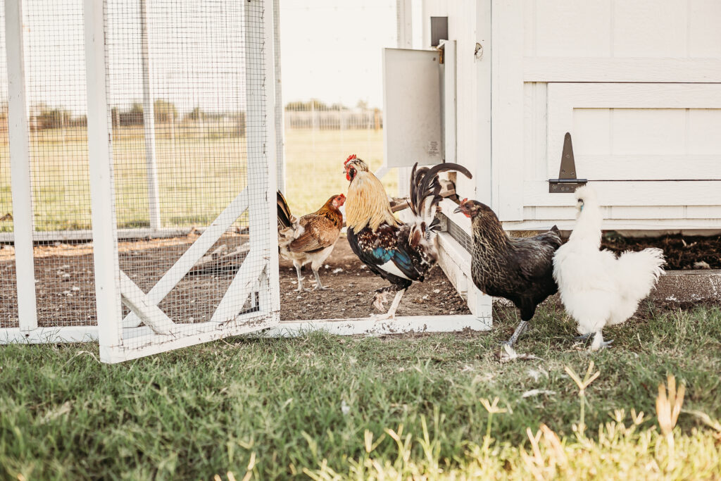 chickens happy and healthy_farm and yard tx