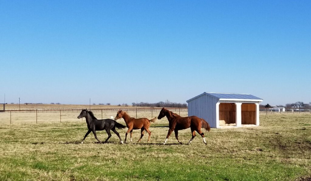horse barn_Farm+Yard